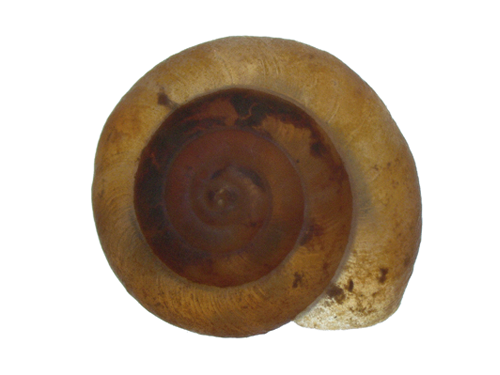 Planorbid Snail
